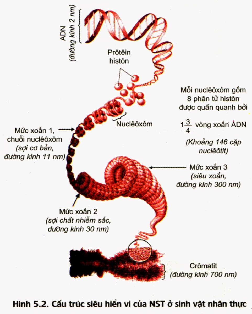 Bài 5. Nhiễm sắc thể và đột biến cấu trúc nhiễm sắc thể