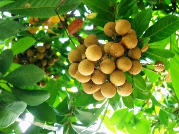 Bài văn tả cây ăn quả lớp 4 cây nhãn hay nhất | Lambaitap.edu.vn